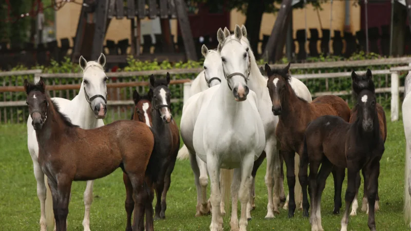 Lipizzaner horses with foals on a meadow