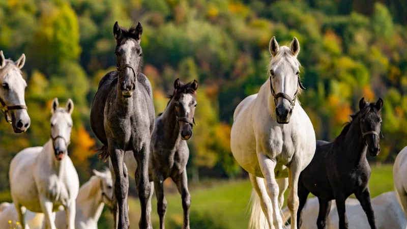 white horses and brown horses against an autumnal background