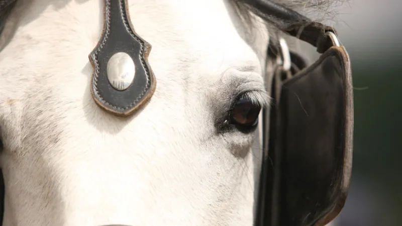 Nahaufnahme weißer Pferdekopf mit Prunkgeschirr