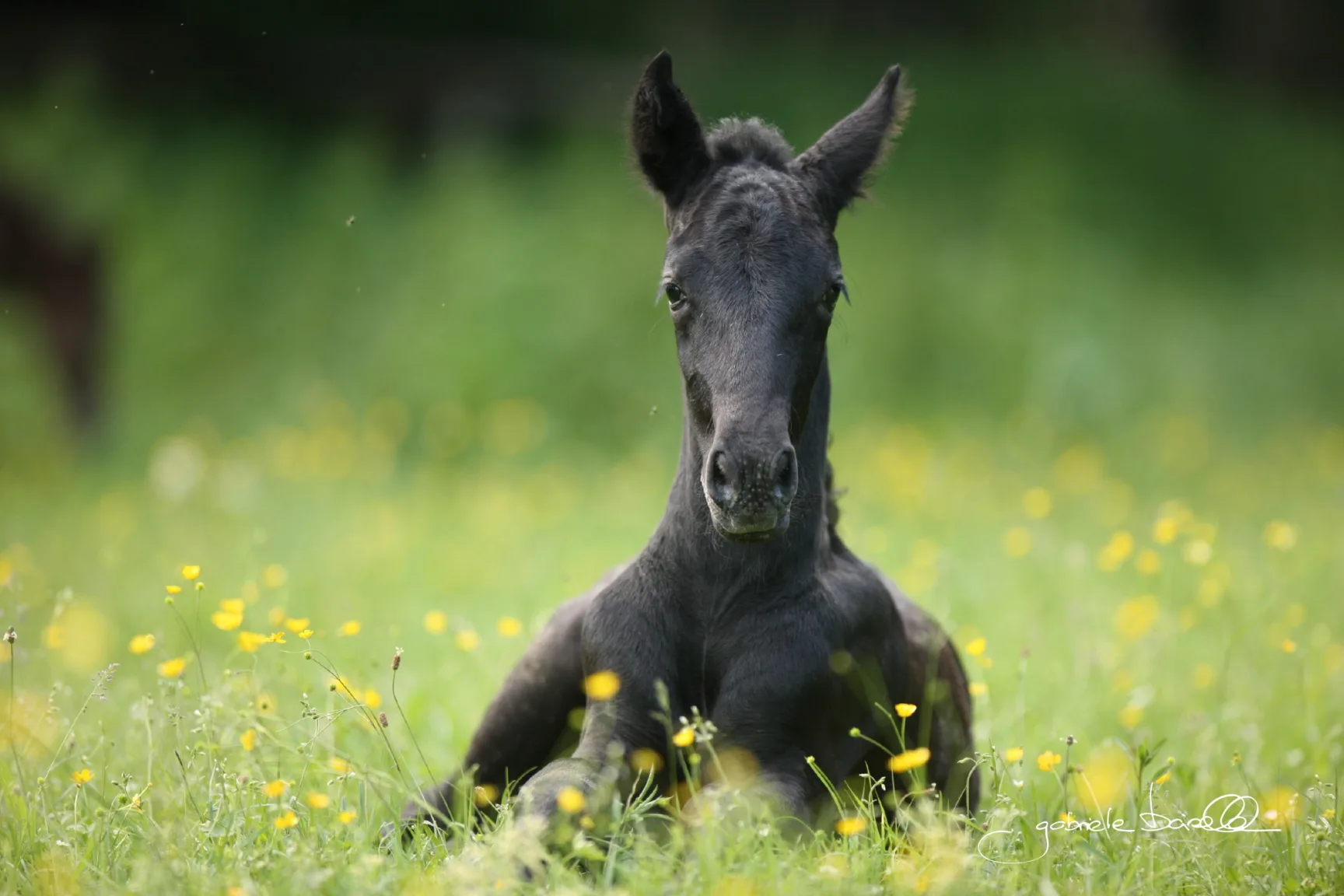 schwarzes Pferdefohlen sitzend in Frühlingswiese