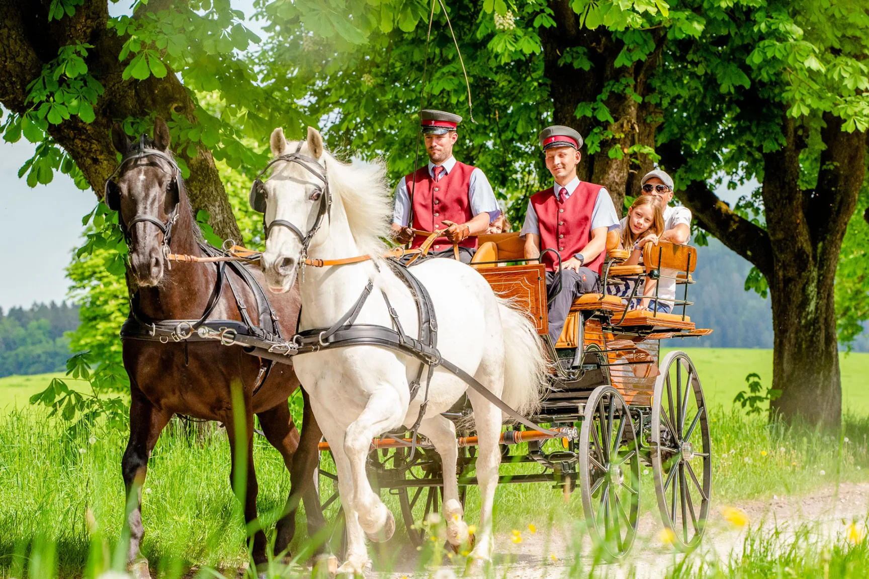 weißes und braunes Pferd vor Kutsche, Kutscher und Familie in Kutsche