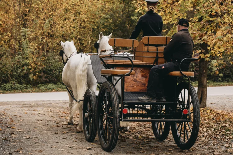 Kutsche von hinten, mit Kutscherin in herbstlicher Landschaft mit zwei Lipizzanern im Gespann