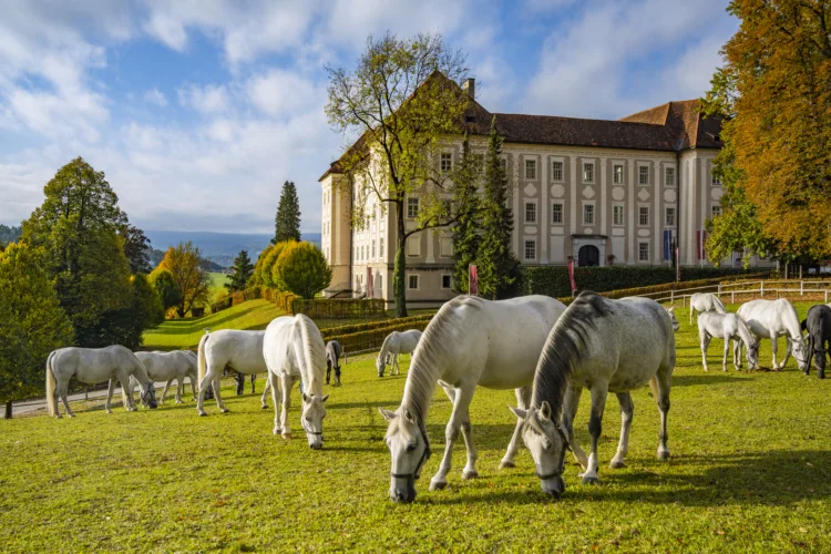 weiße Pferde grasen auf einer Wiese, im Hintergrund ein Barockschloss