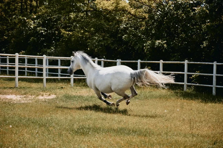 ein Pferd galoppiert über eine Koppel