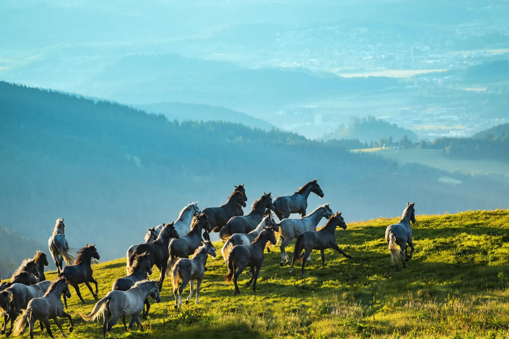 Grey horses at an alpine pasture
