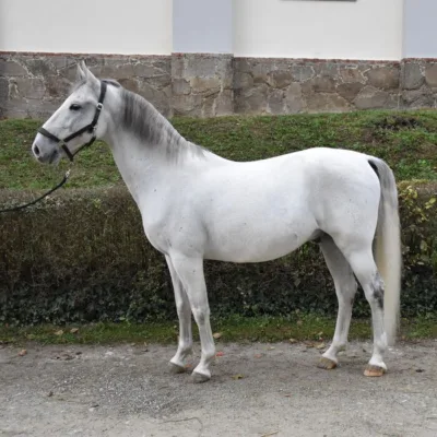 weiß-graues Pferd auf Schottweg, seitliche Ansicht, vor Hecke und grüner Wiese, im Hintergrund in weiß-graues Gebäude